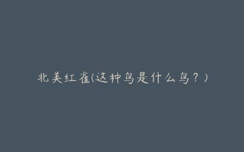 北美红雀(这种鸟是什么鸟?)